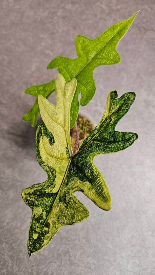 Alocasia Jacklyn Aurea Variegata (ntk)