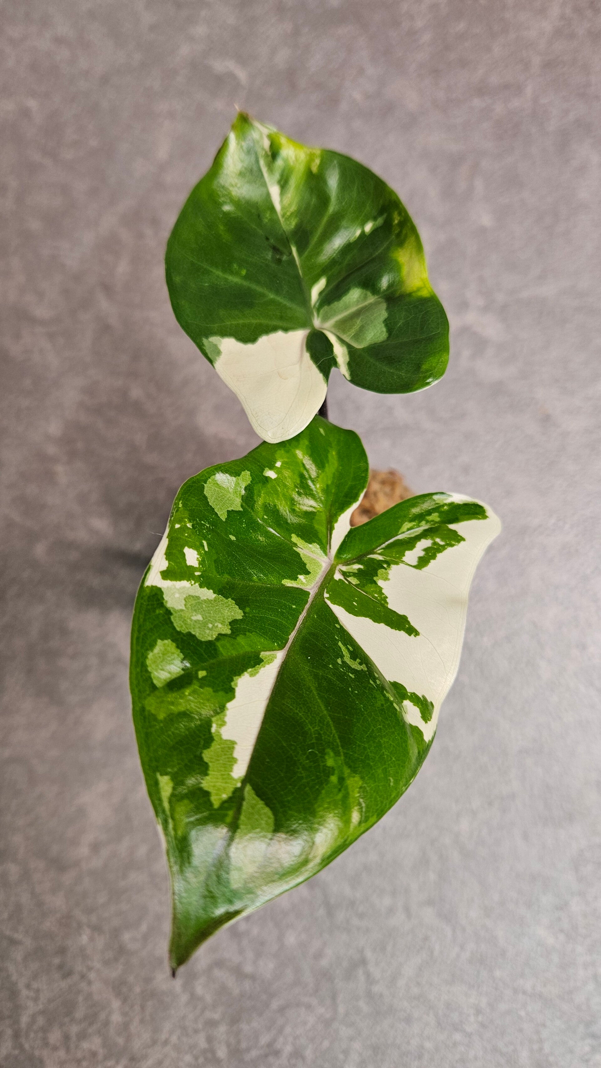 Alocasia Macrorrhizos Black Stem Variegata (ntk)