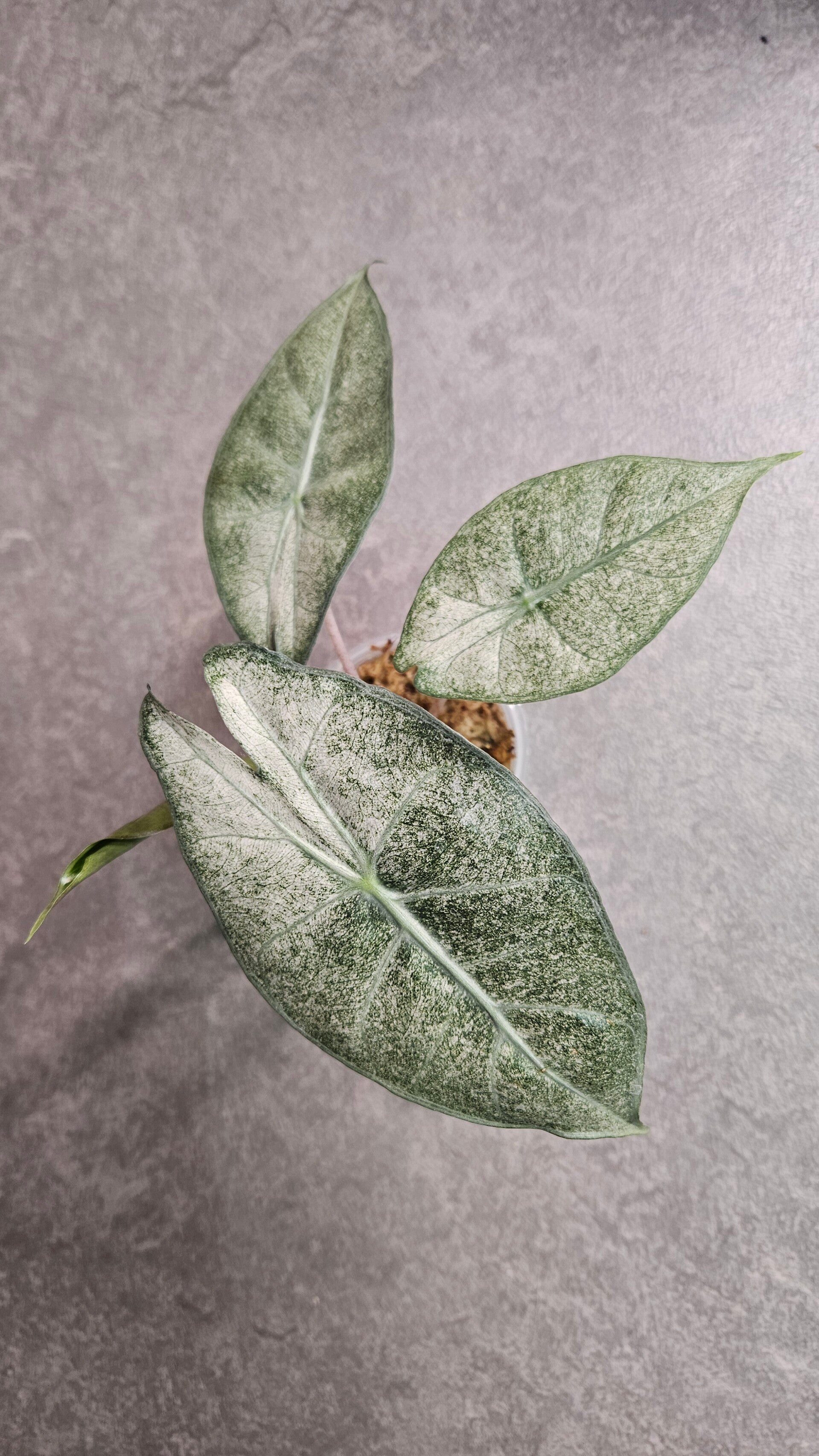 Alocasia Pink Dragon Stardust Variegata (ntk)