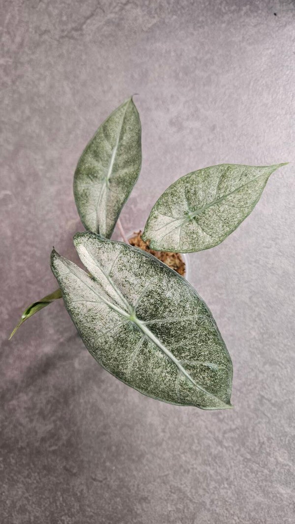 Alocasia Pink Dragon Stardust Variegata (ntk)