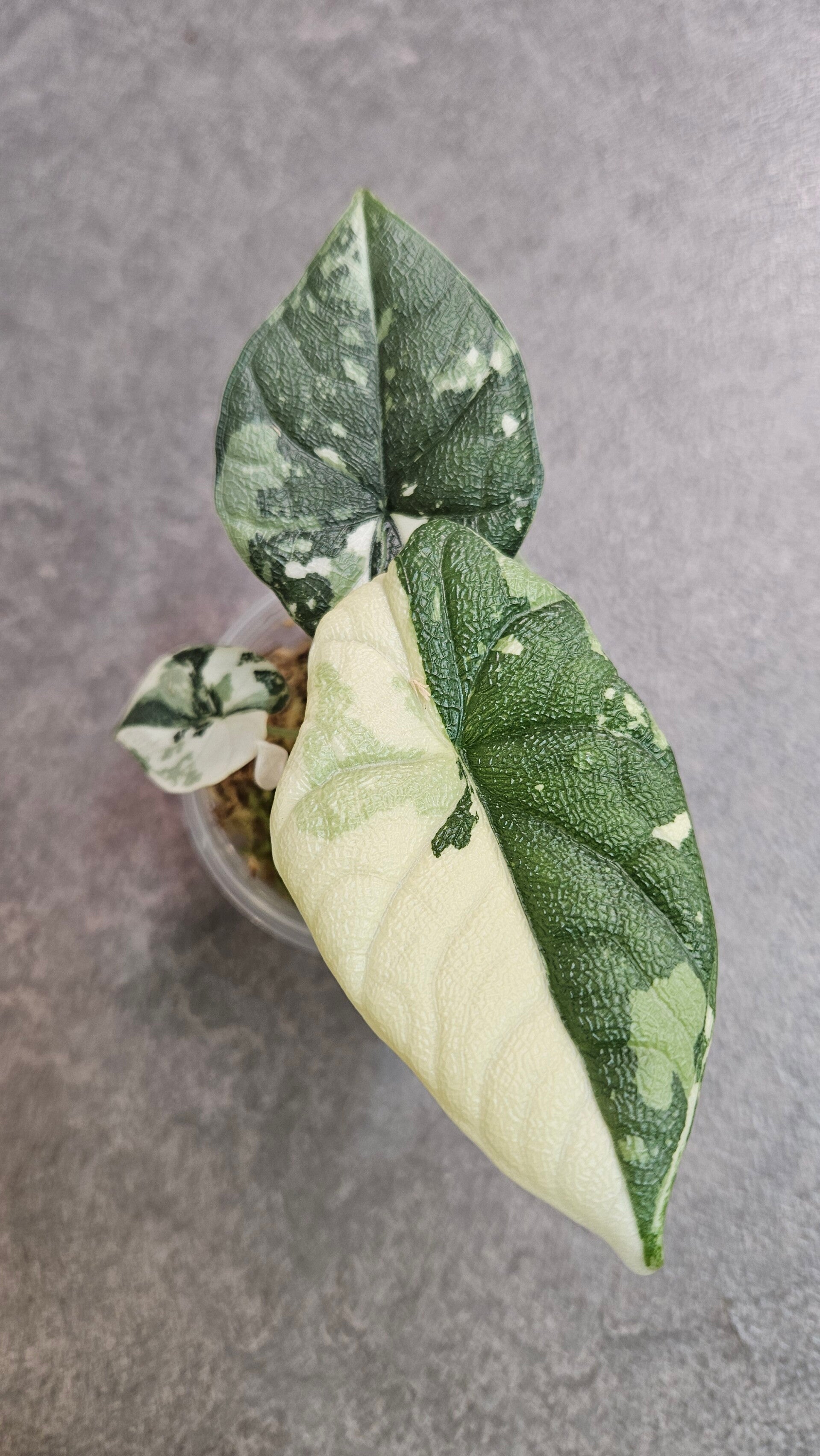 Alocasia Melo Albo Variegata (ntk)