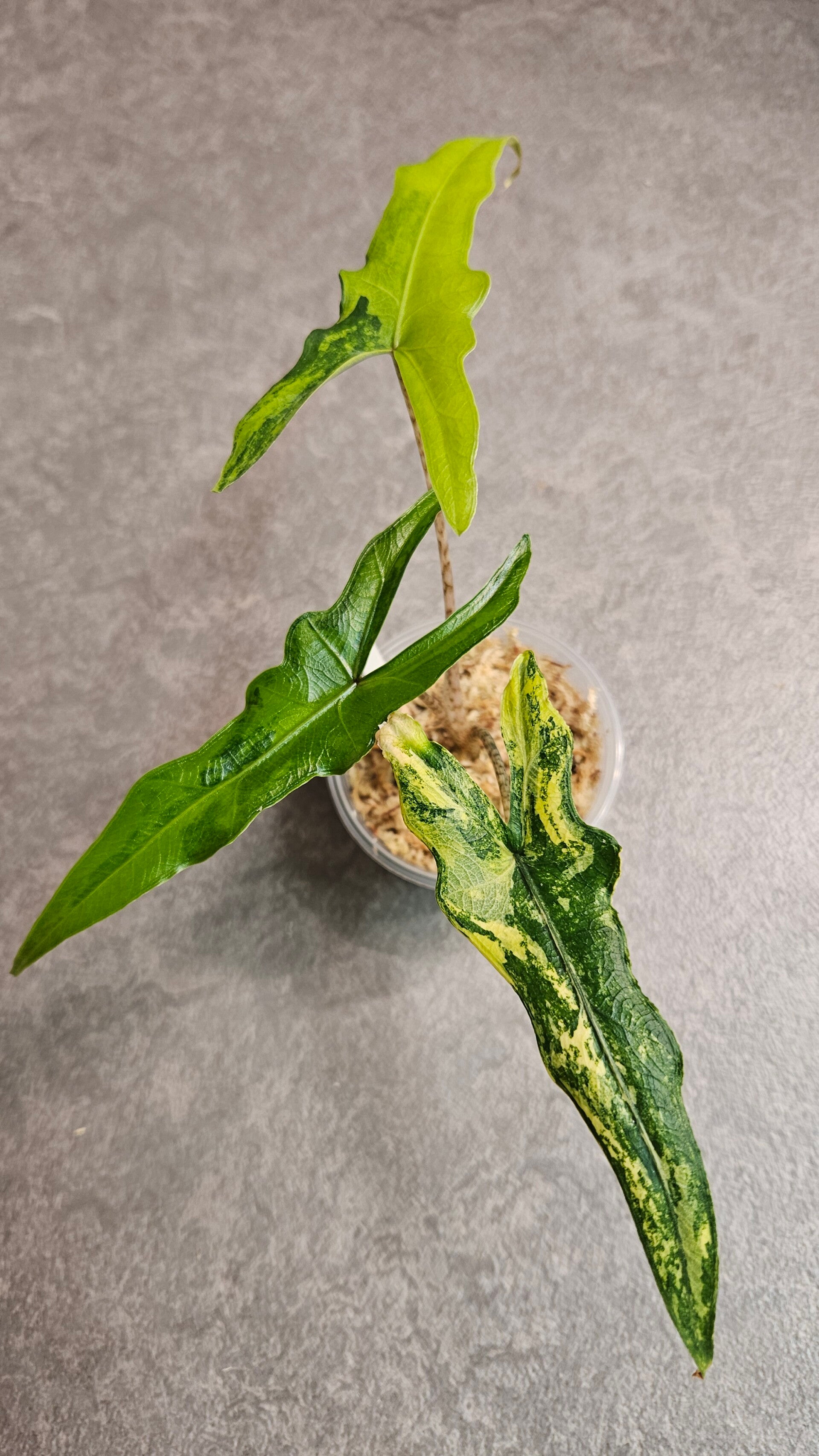 Alocasia Sabrina Narrow Aurea Variegata (ntk)