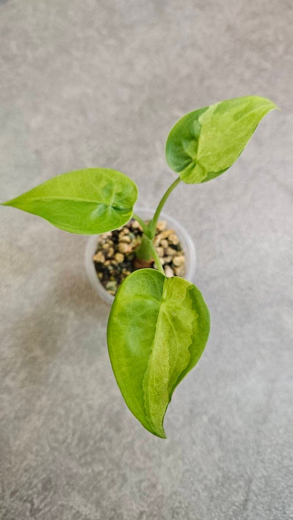 Alocasia Cucullata Aurea/Mint Variegata #1