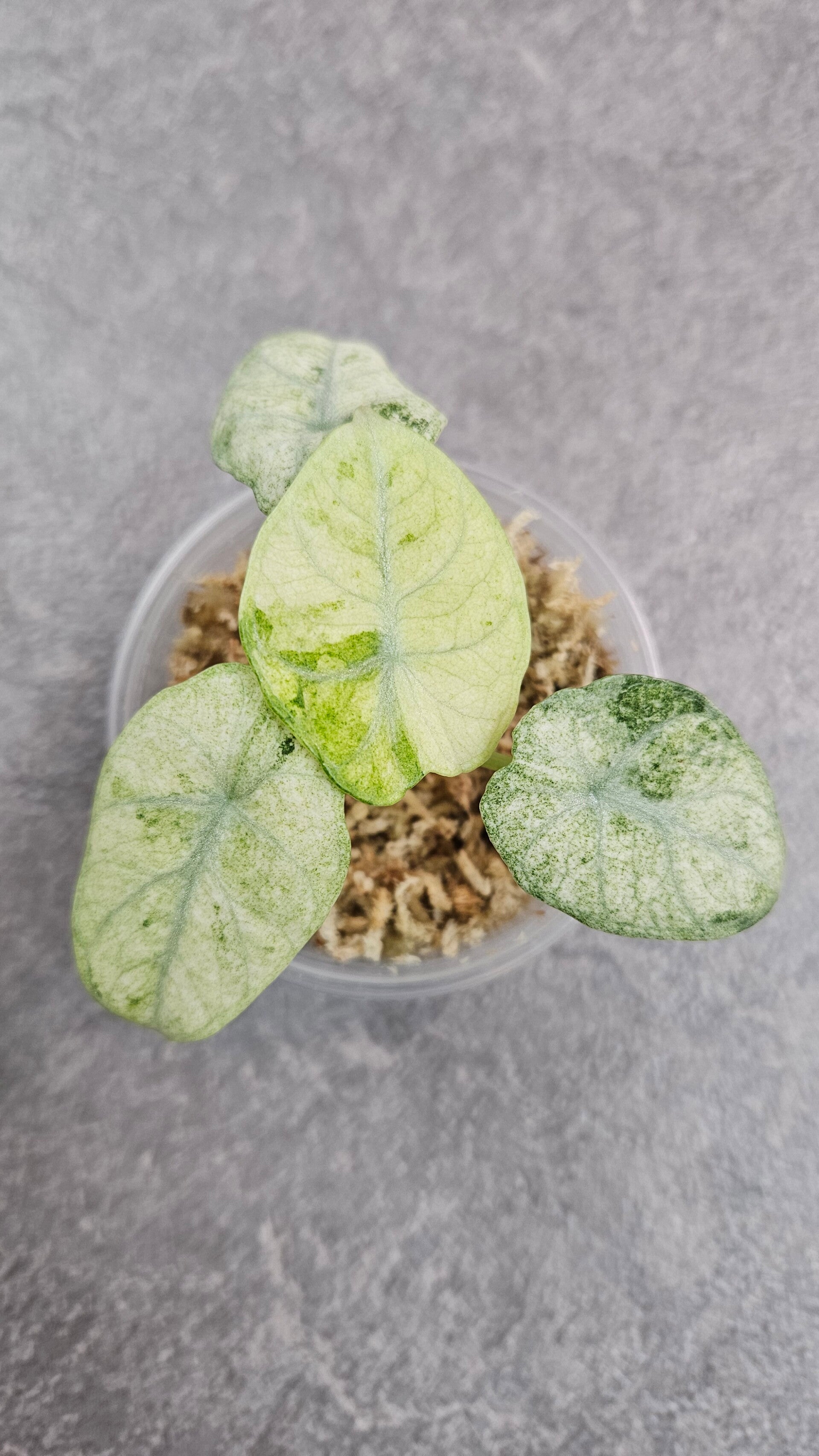 Alocasia Ninja Tricolor Variegata