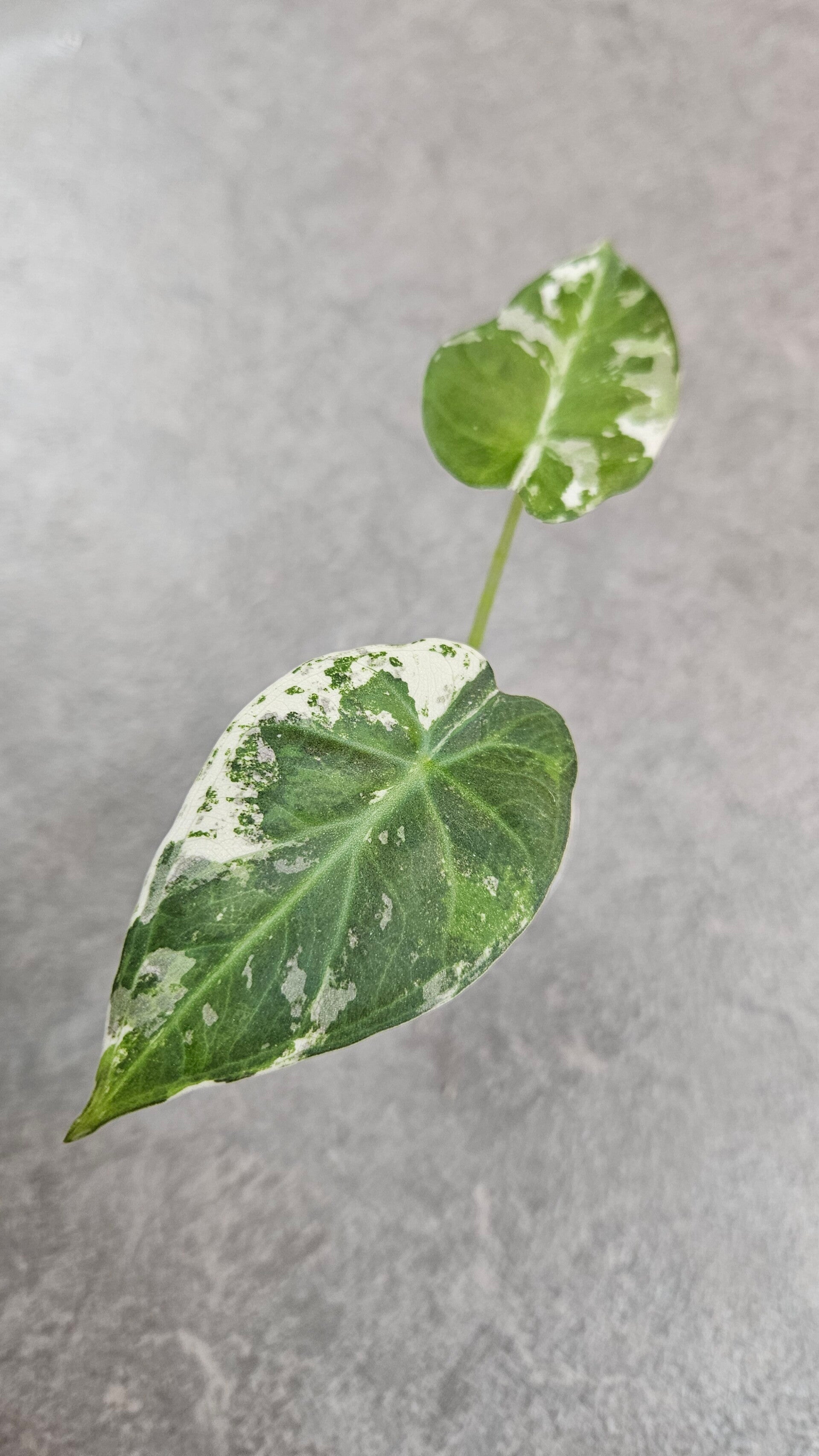 Alocasia Regal Shield Albo Variegata