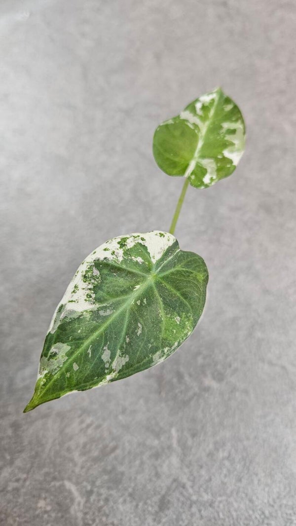 Alocasia Regal Shield Albo Variegata