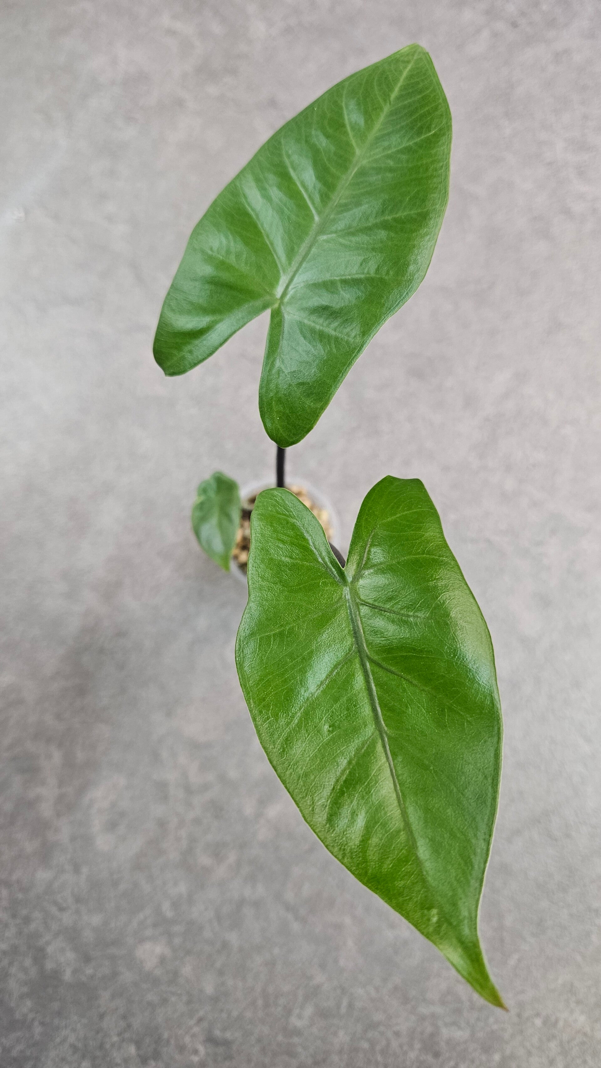 Alocasia Macrorrhizos Black Stem
