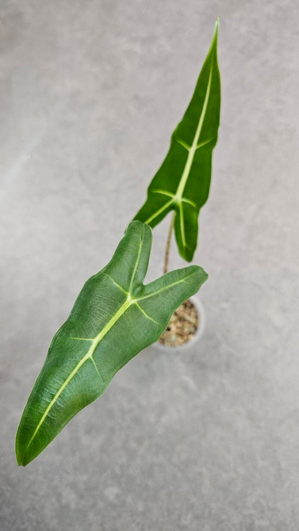 Alocasia Sarian