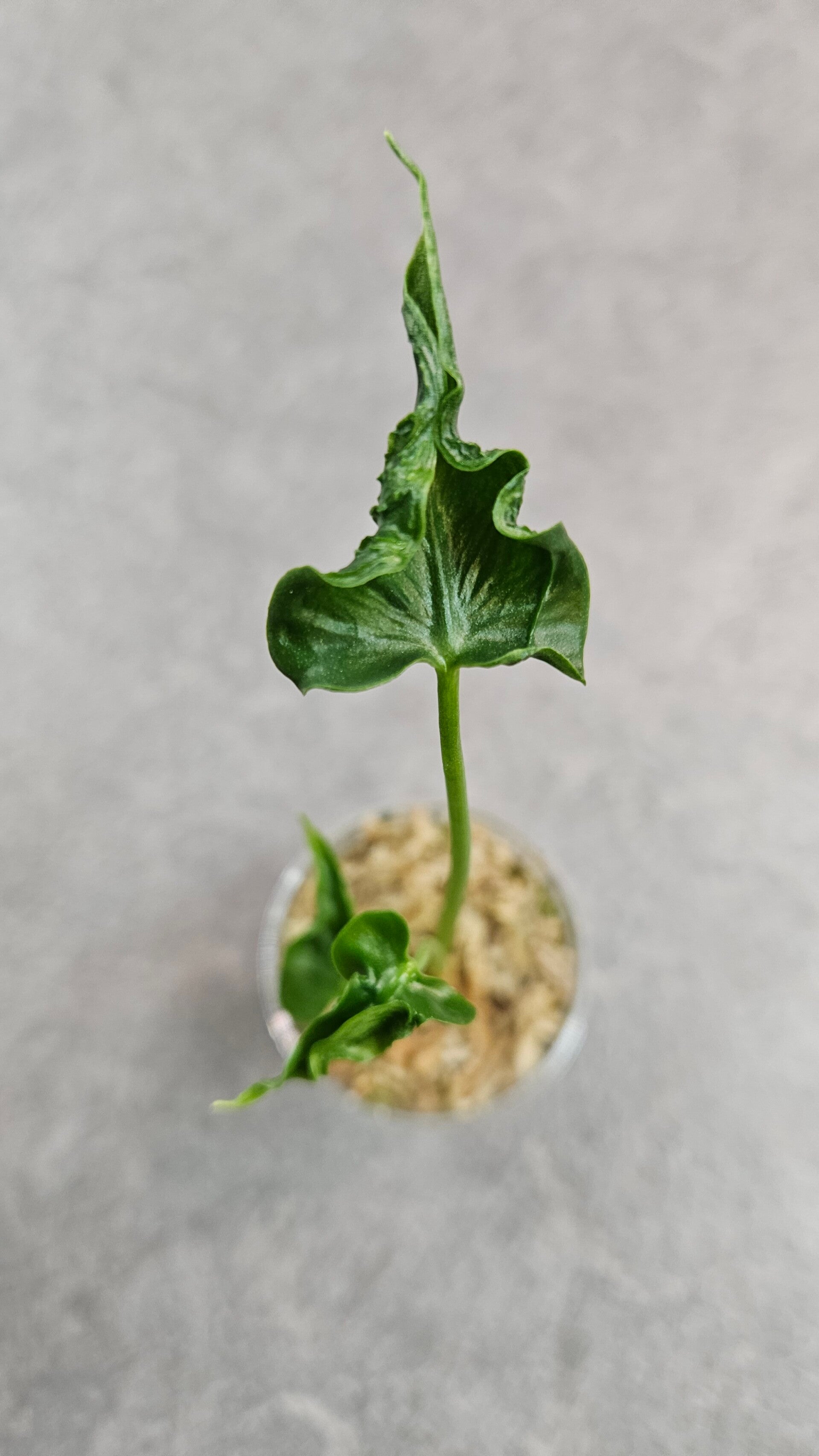 Alocasia Teletubbie