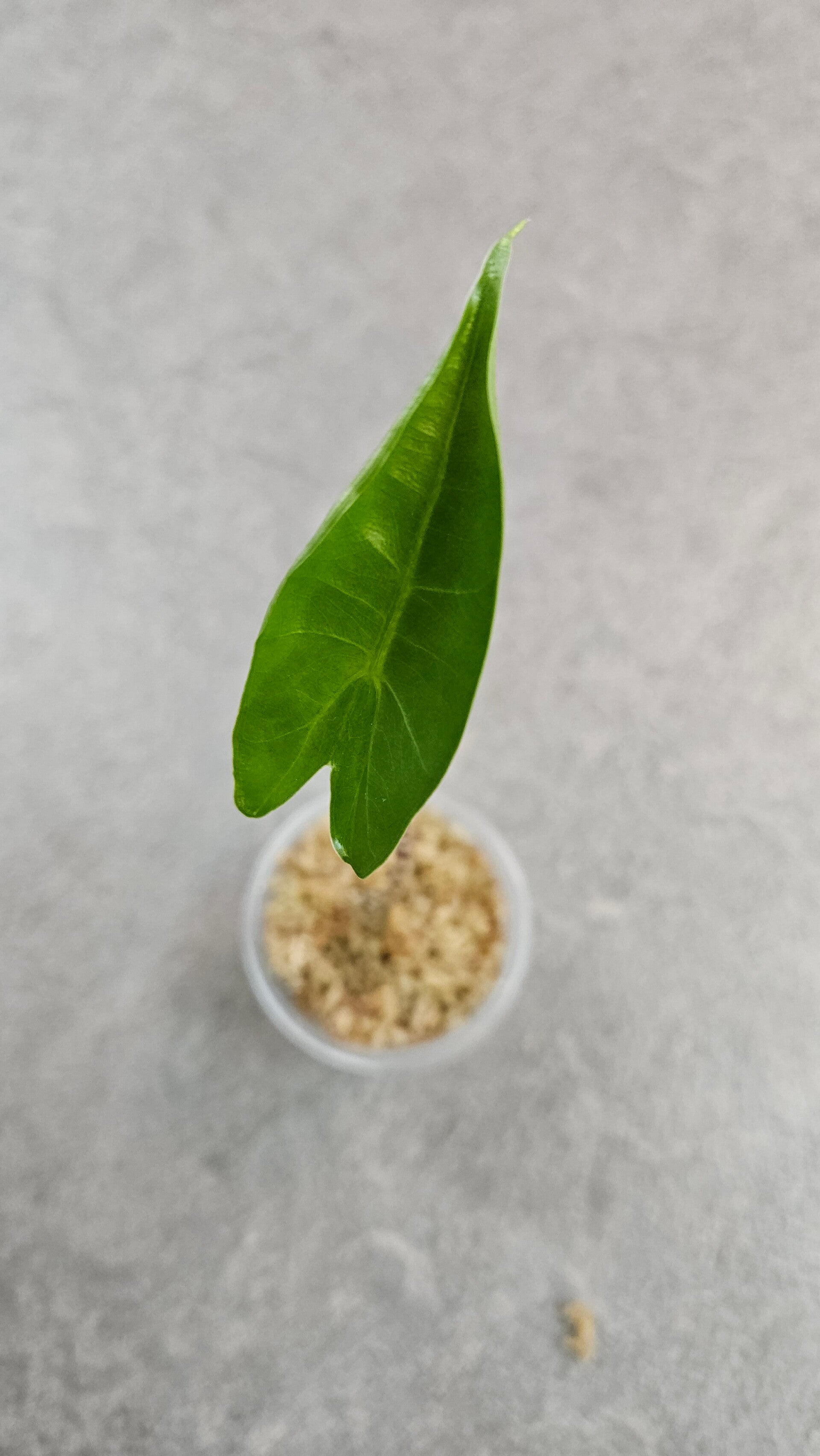 Alocasia Zebrina