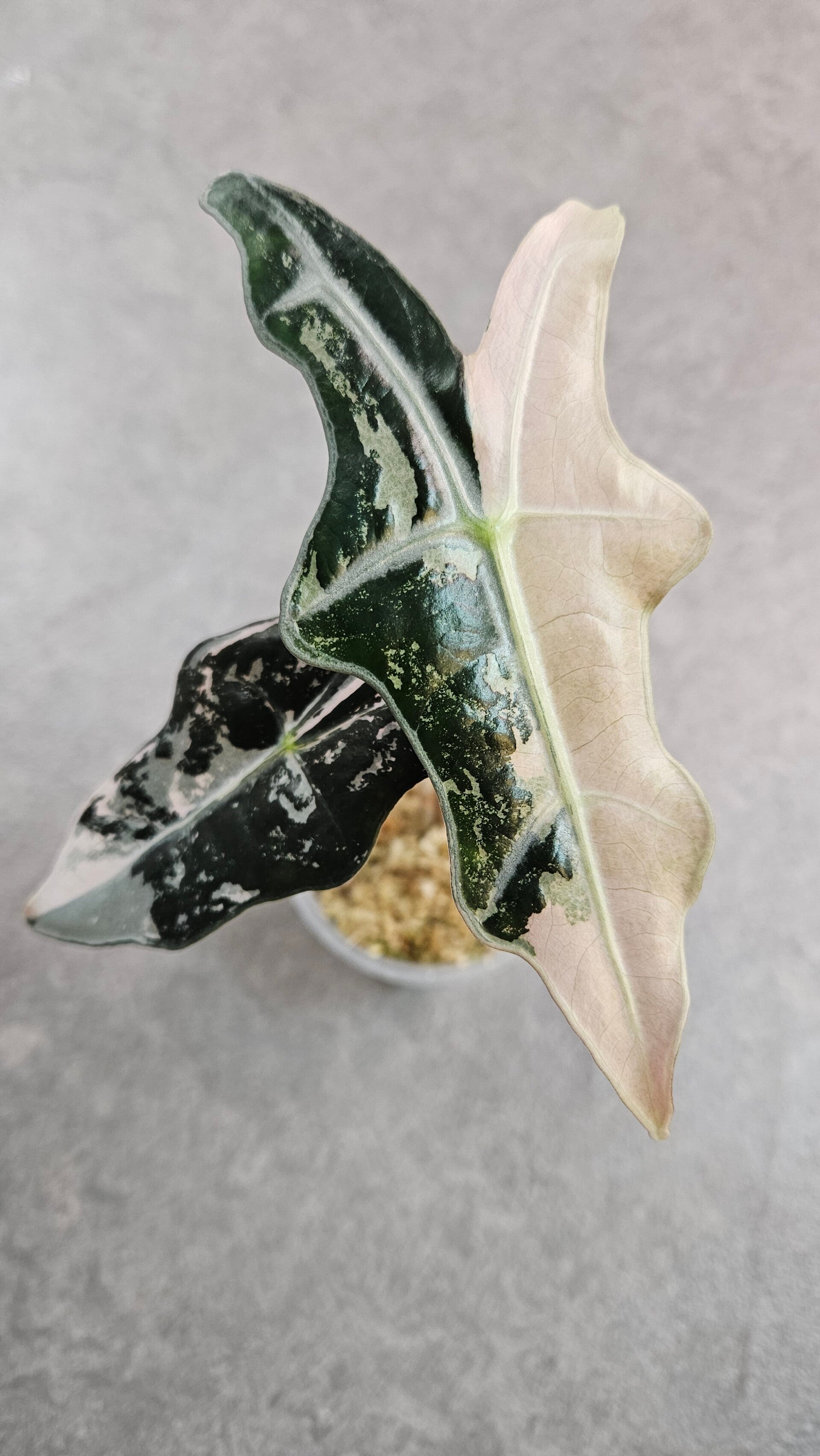 Alocasia Nobilis Pink Variegata #2