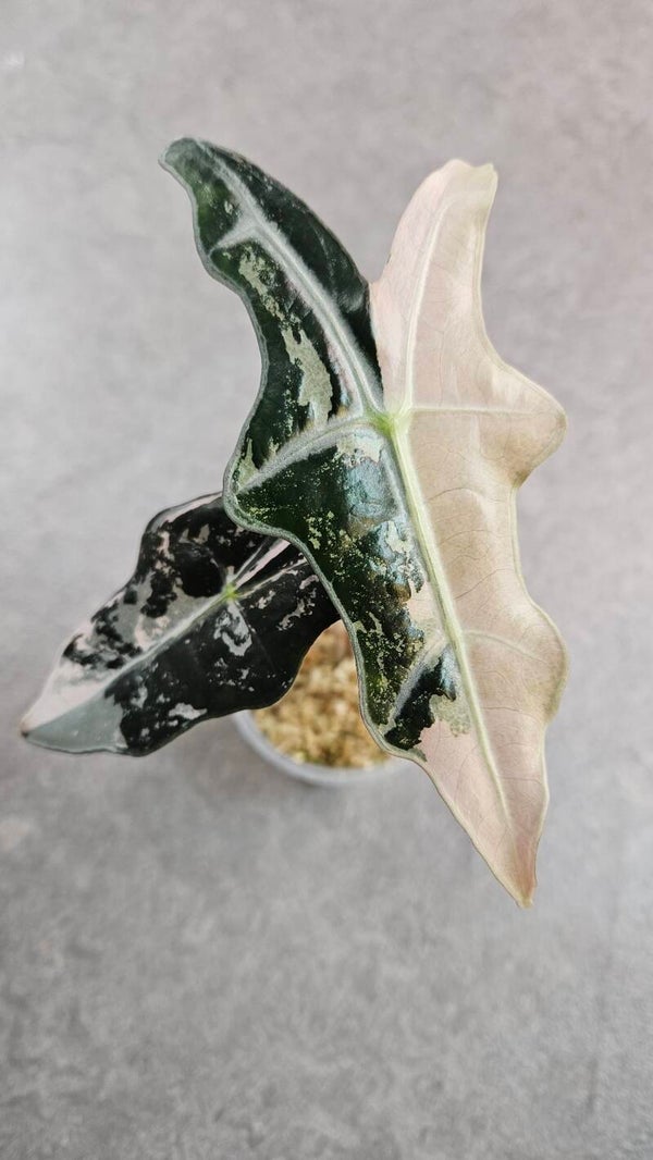 Alocasia Nobilis Pink Variegata #2