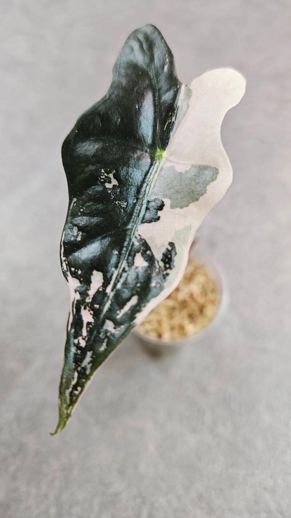 Alocasia Nobilis Pink Variegata #1