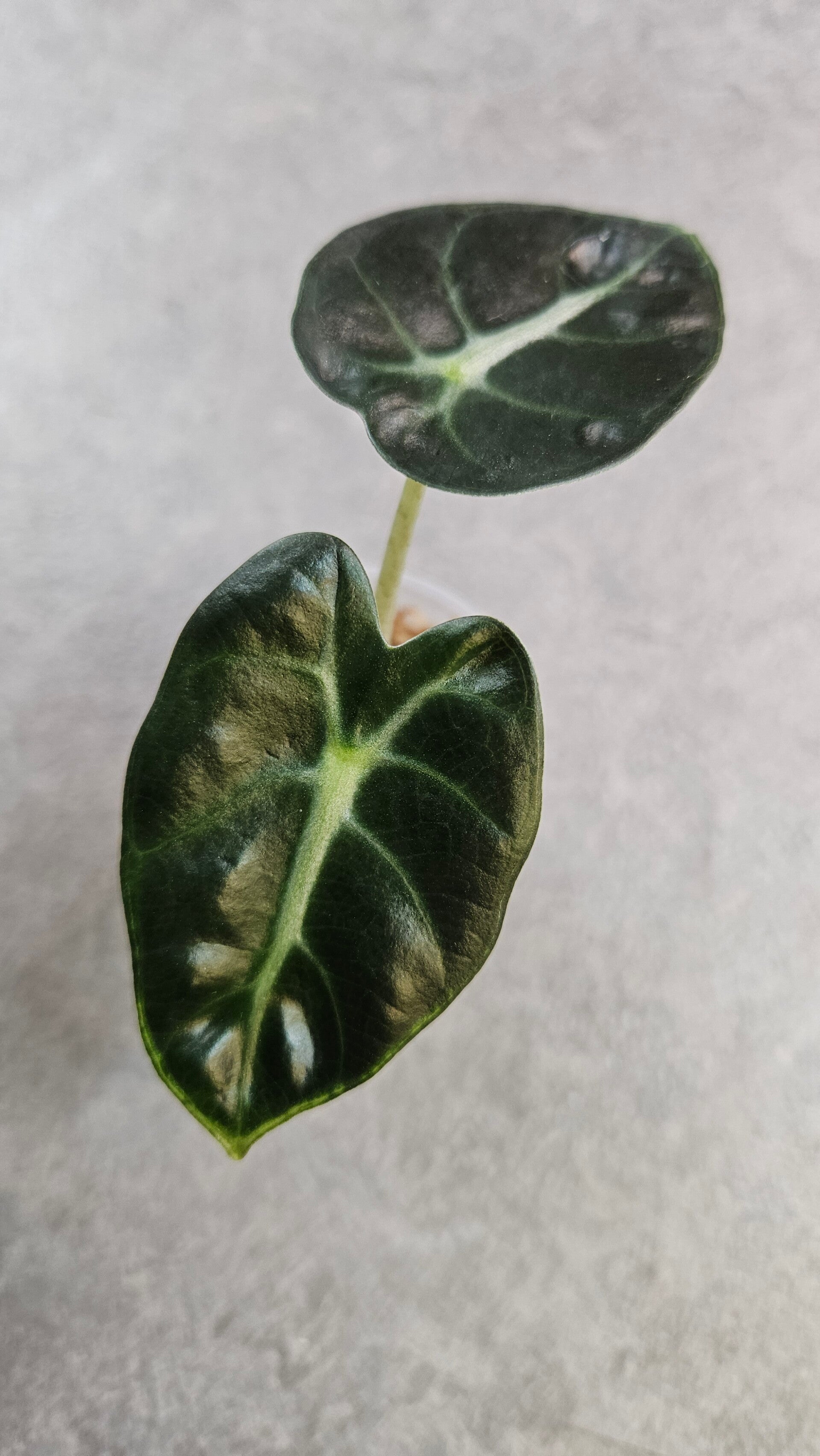 Alocasia Balloon Heart