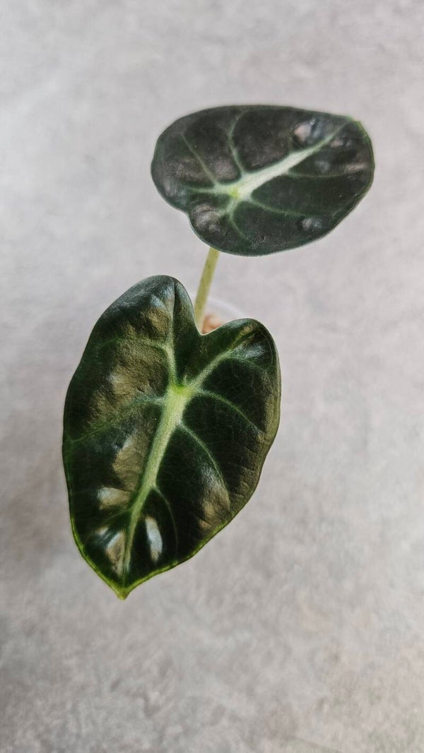 Alocasia Balloon Heart