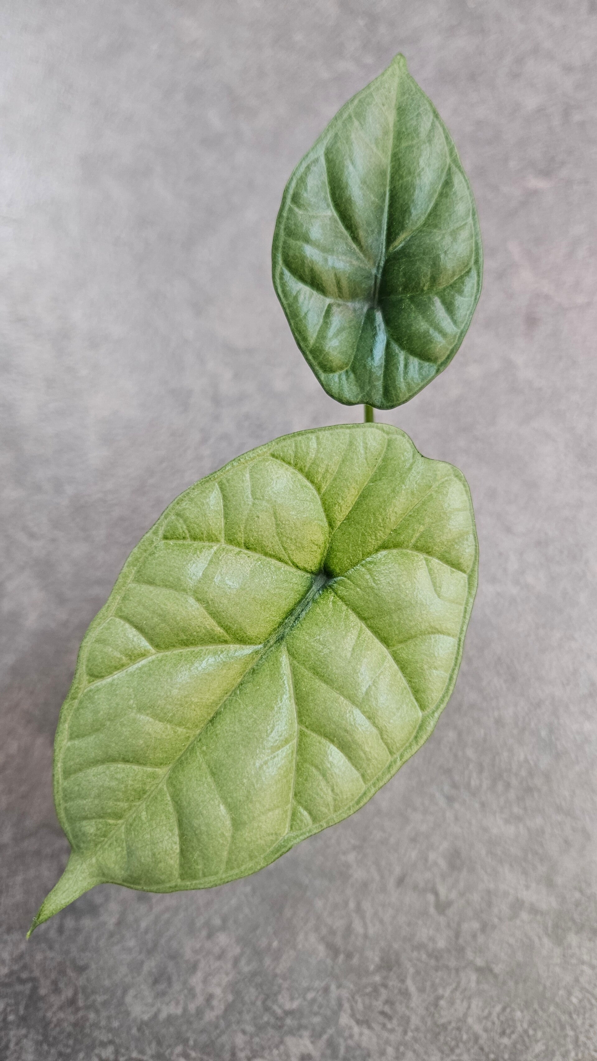 Alocasia Sinuata Albo/GoG Variegata
