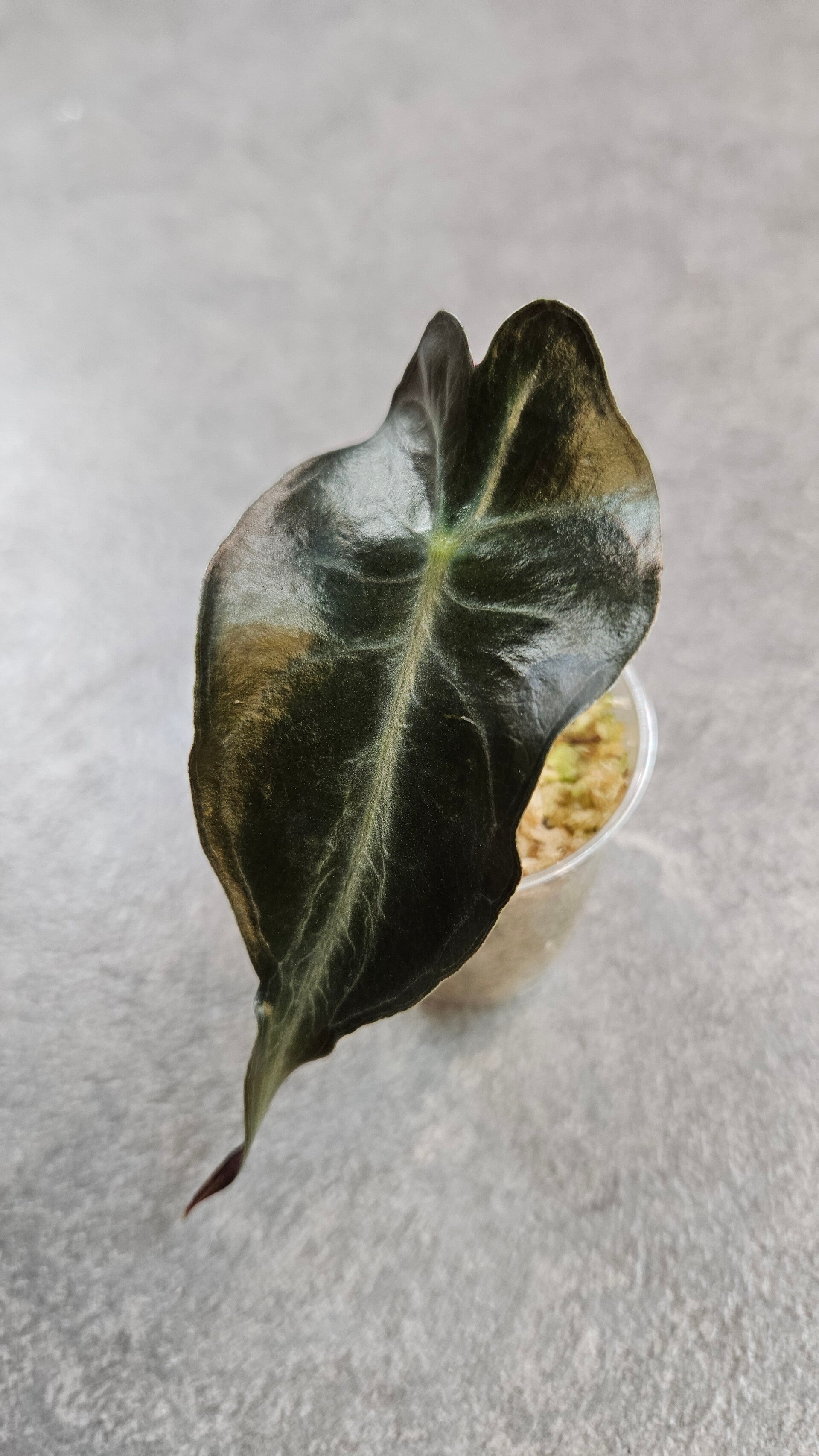 Alocasia Venom