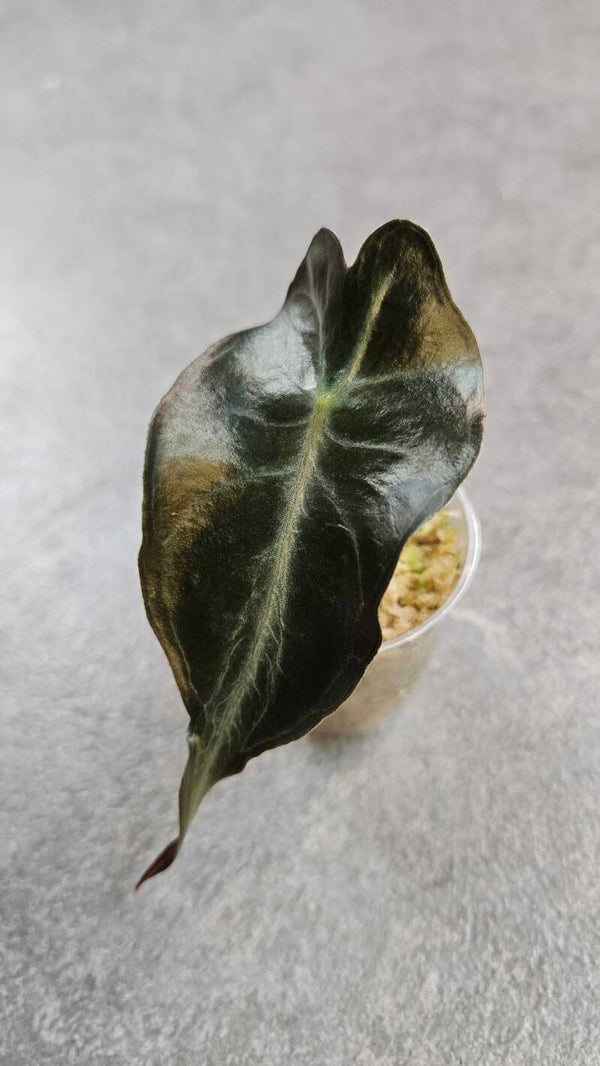 Alocasia Venom