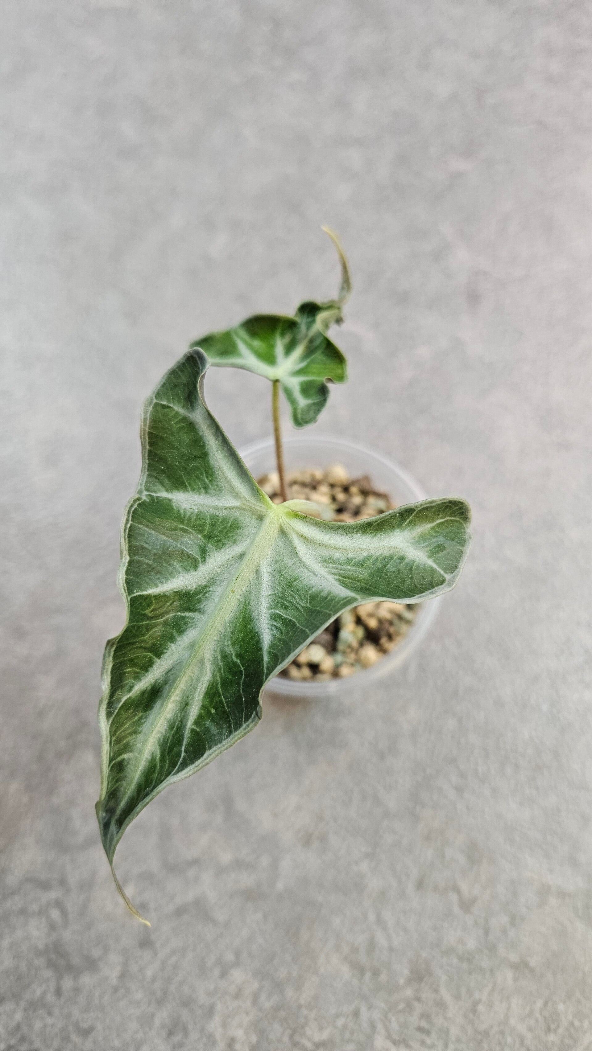 Alocasia Loco