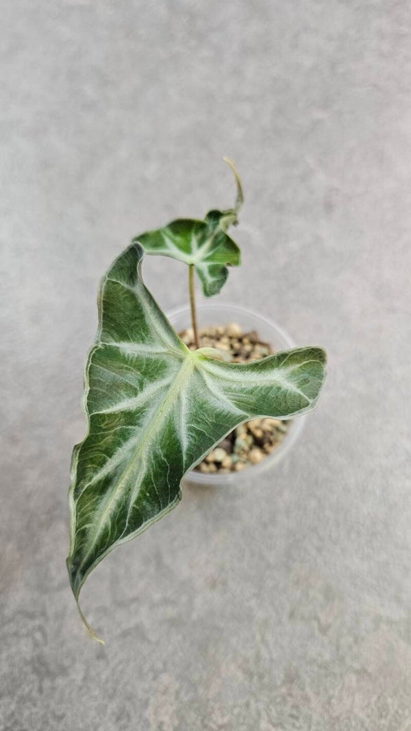 Alocasia Loco