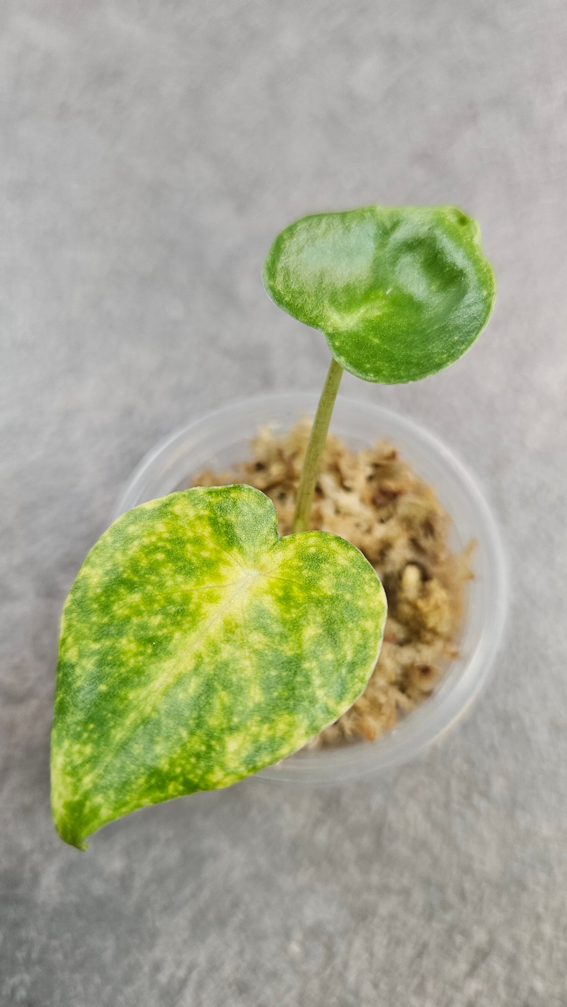 Alocasia New Guinea Gold