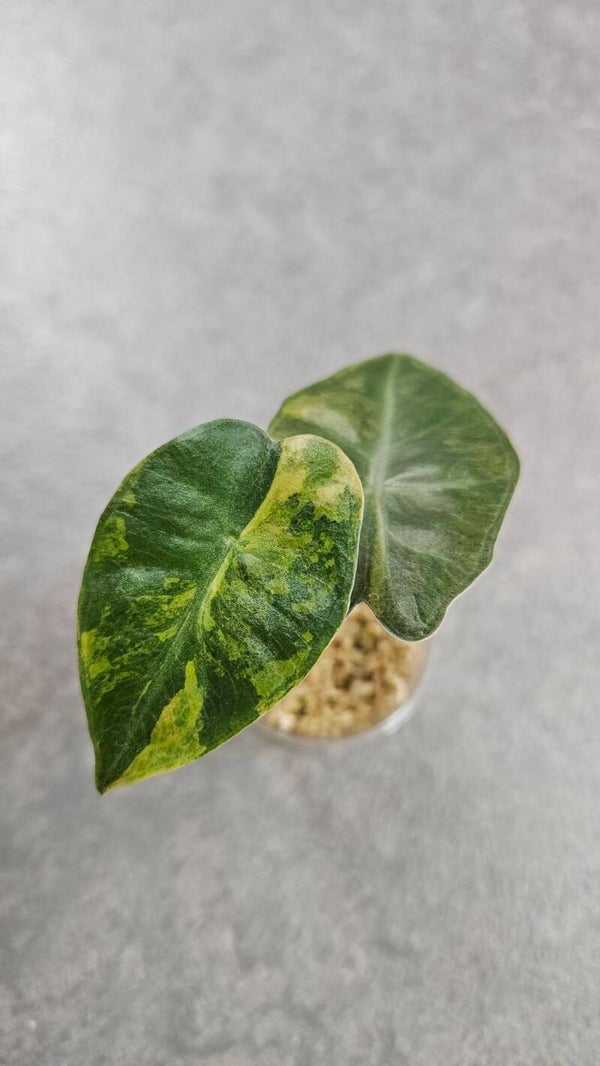 Alocasia Pseudo Sanderiana Aurea Variegata #1