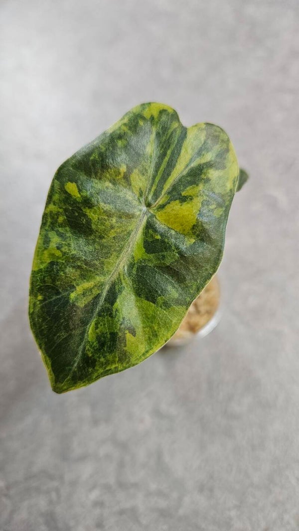 Alocasia Pseudo Sanderiana Aurea Variegata #2