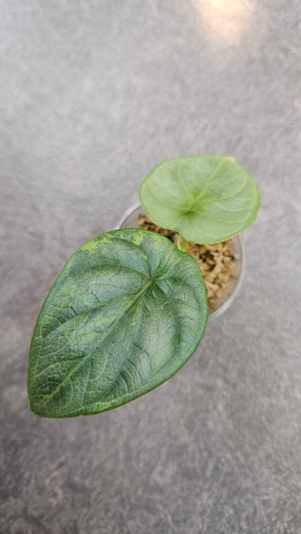Alocasia Silver Dragon Aurea/GoG Variegata