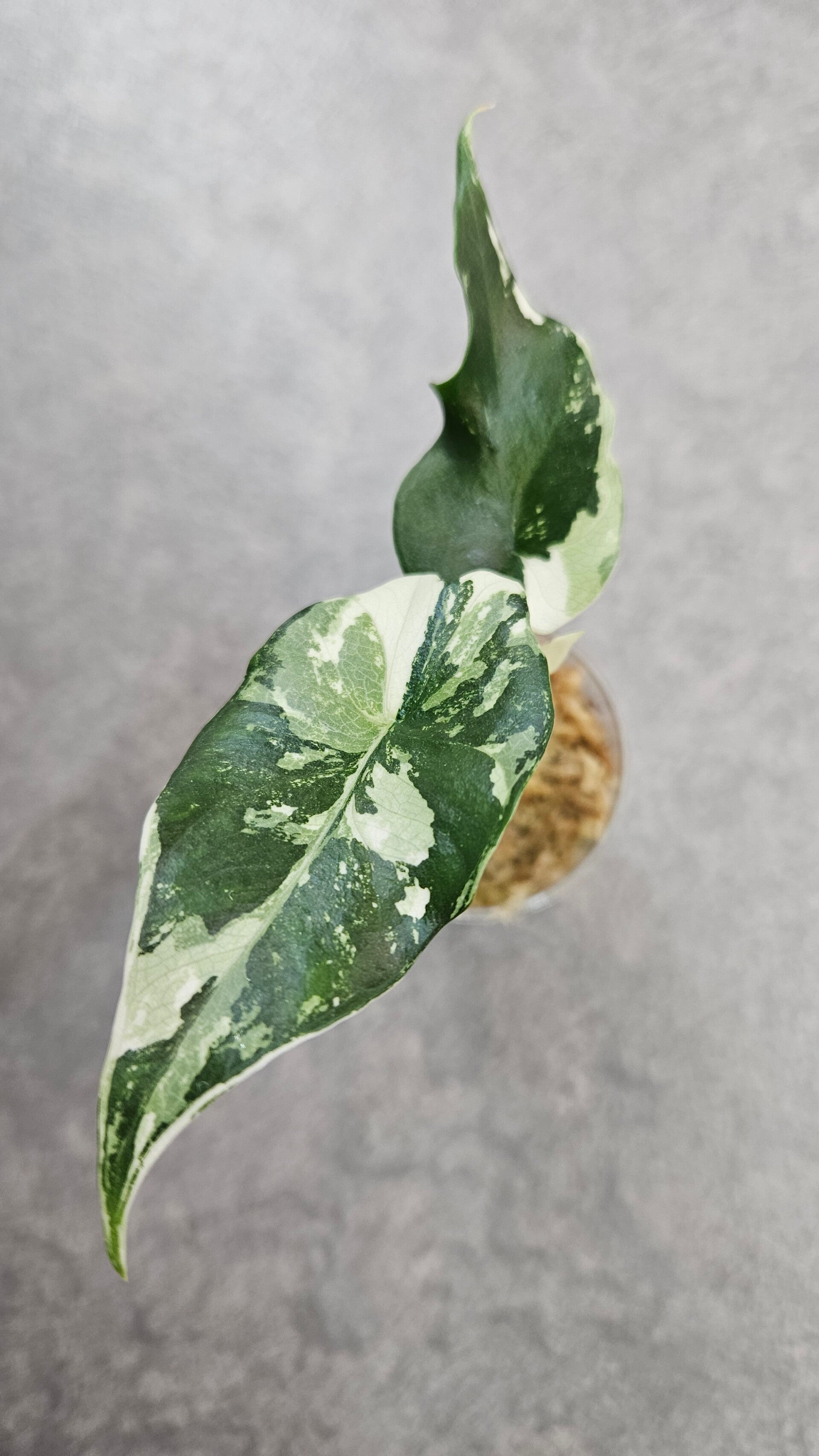 Alocasia Simpo Albo Variegata #1