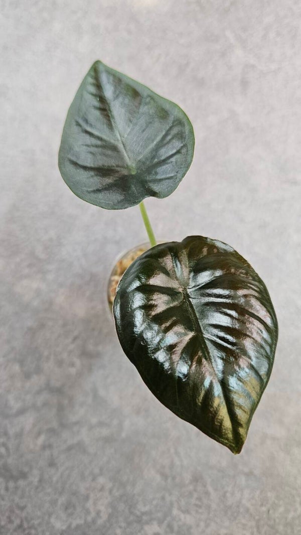 Alocasia Infernalis Kapit black Magic