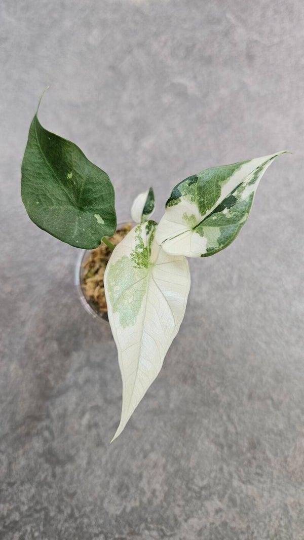 Alocasia Simpo Albo Variegata #2