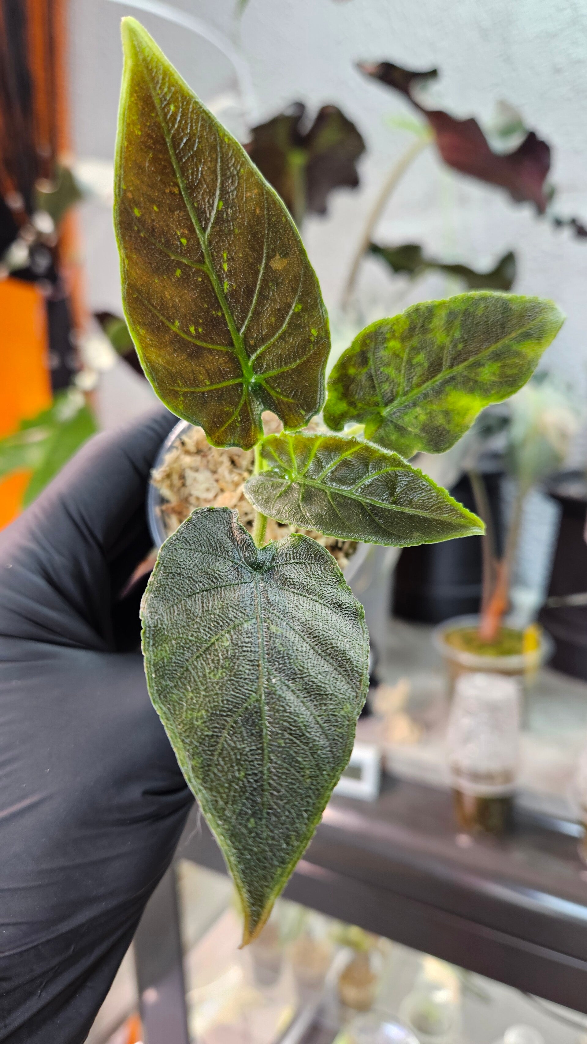 Alocasia Antoro Velvet Variegata