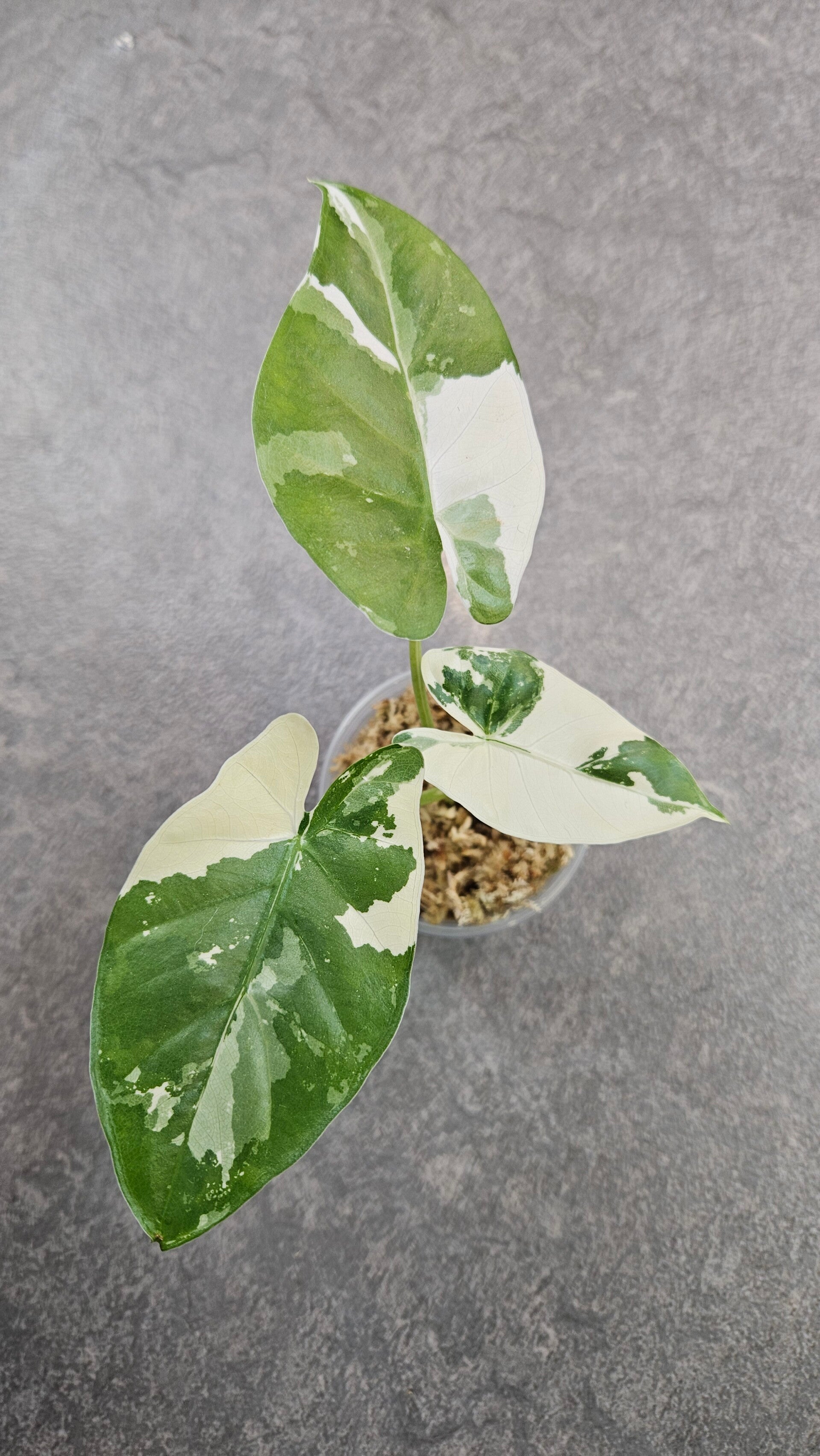Alocasia Macrorrhizos Albo Variegata