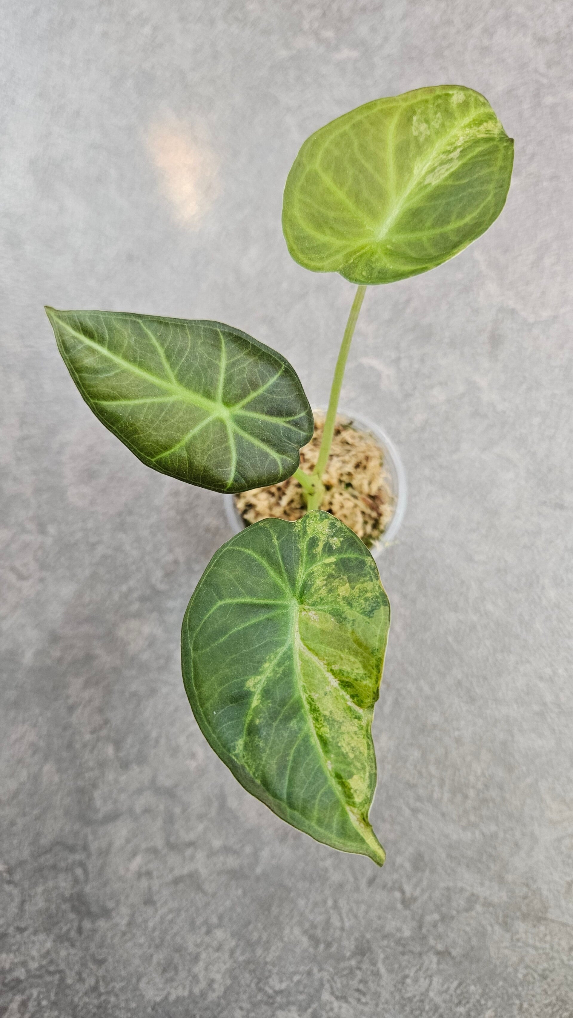 Alocasia Regal Shield Aurea/Gold Variegata