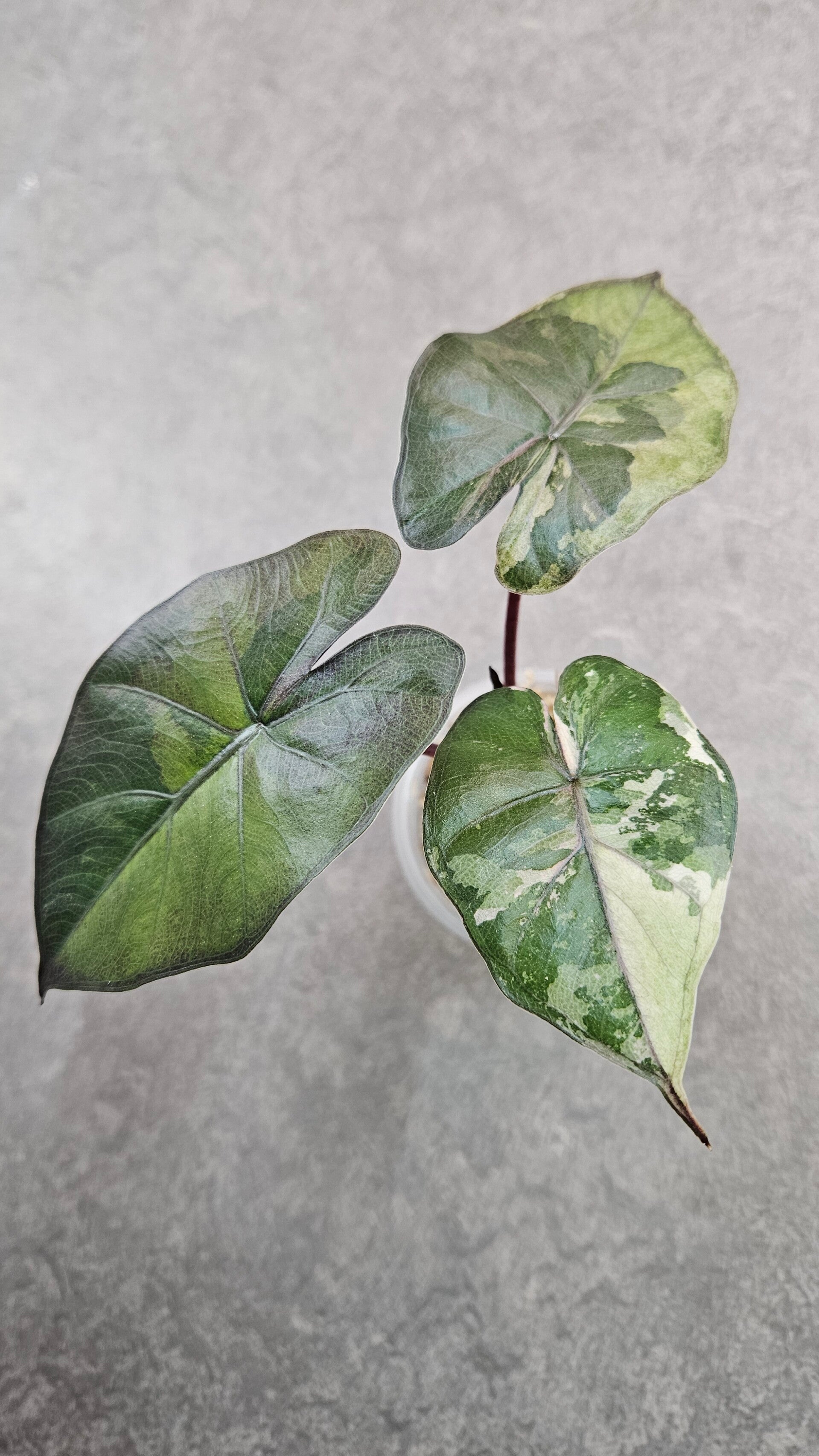 Alocasia Yucatan Princess Tricolor Variegata