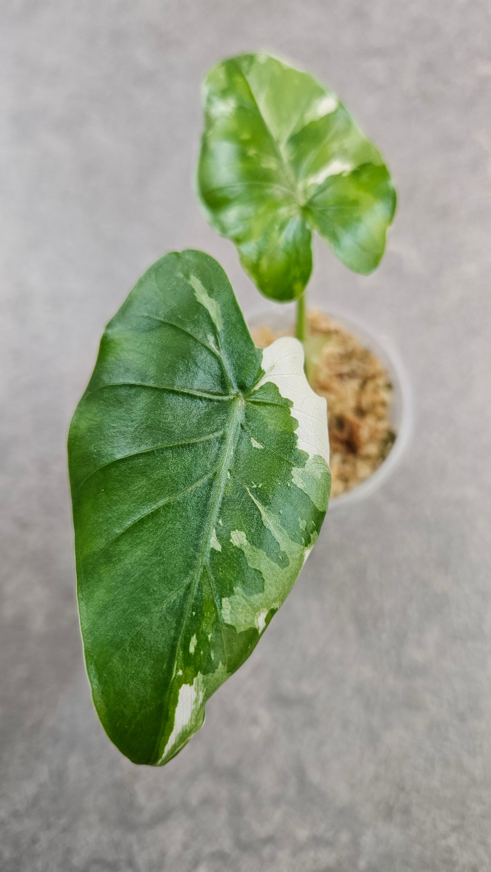 Alocasia Okinawa Silver Variegata