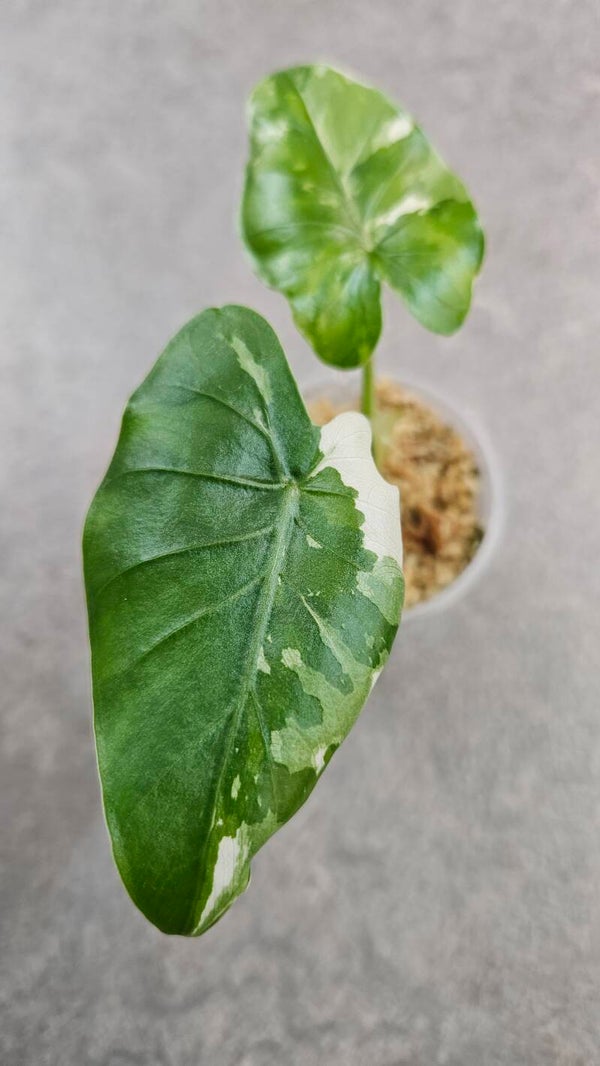 Alocasia Okinawa Silver Variegata