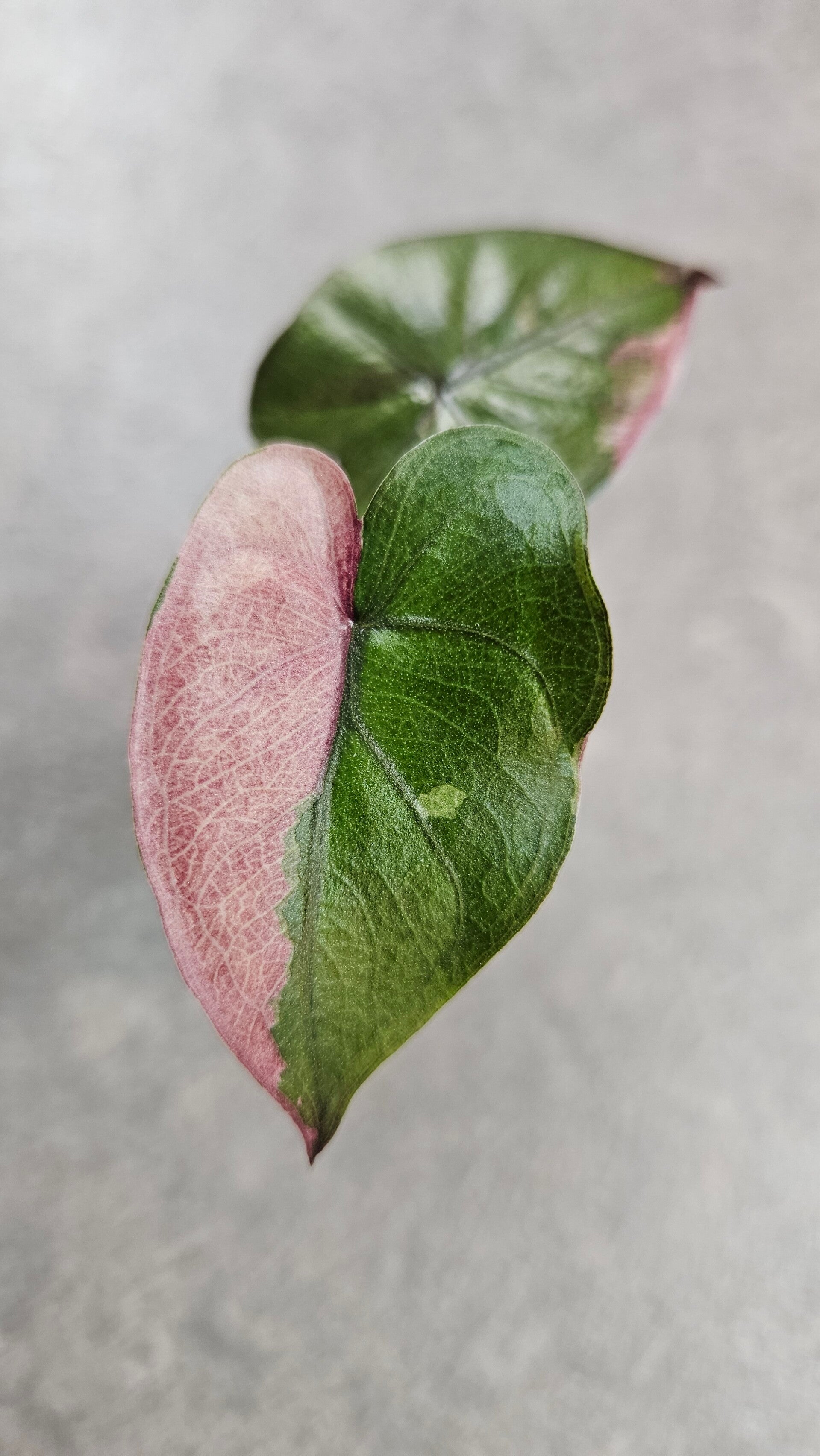 Alocasia Serendipity Pink Variegata