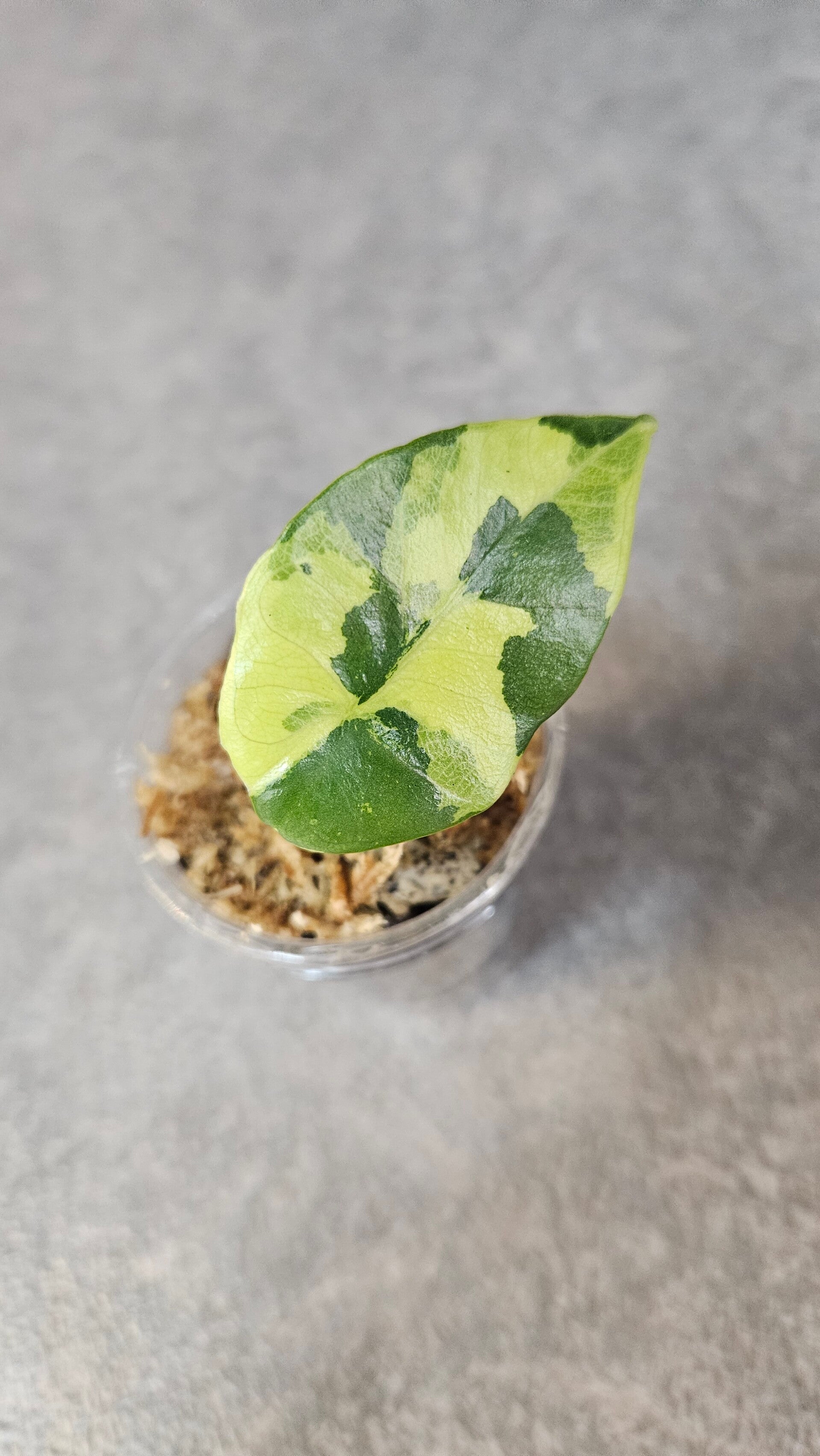 Alocasia 'Sintang' Variegata (ntk)