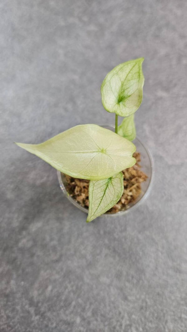 Alocasia Longiloba Albo Mint Variegata
