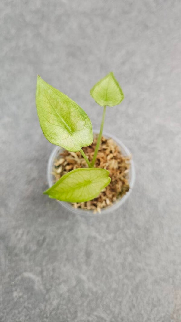 Alocasia Longiloba Mint Variegata