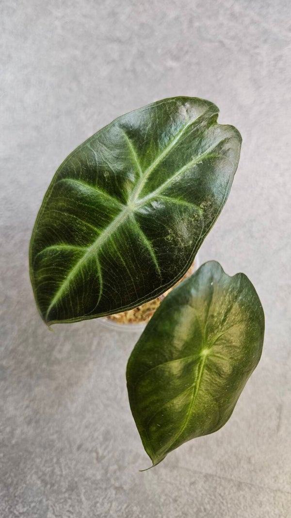 Alocasia Pink Dragon (variegata)