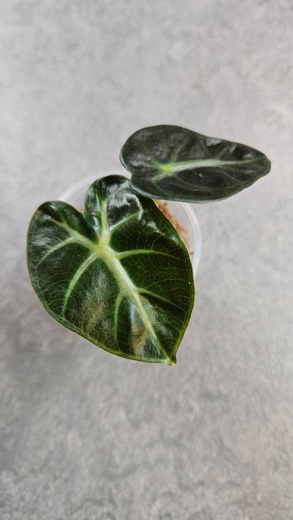 Alocasia Balloon Heart