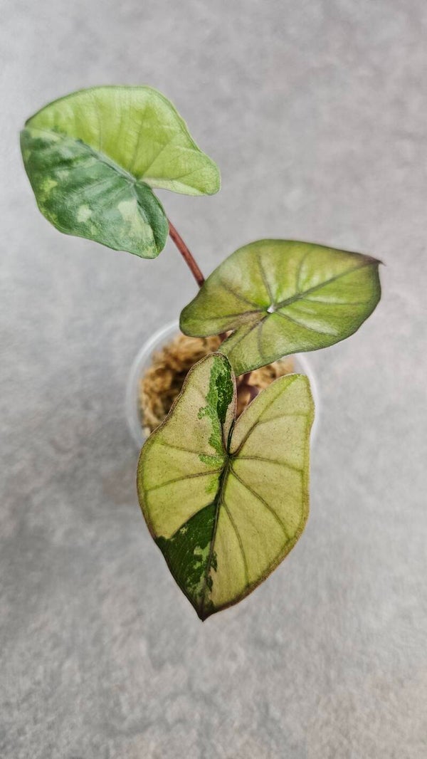 Alocasia 'Yucatan Princess' Tricolor Variegata