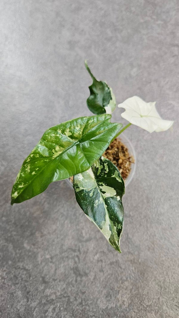 Alocasia Simpo Albo Variegata