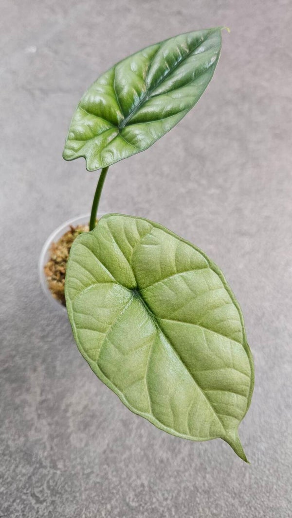 Alocasia Sinuata Mint Variegata
