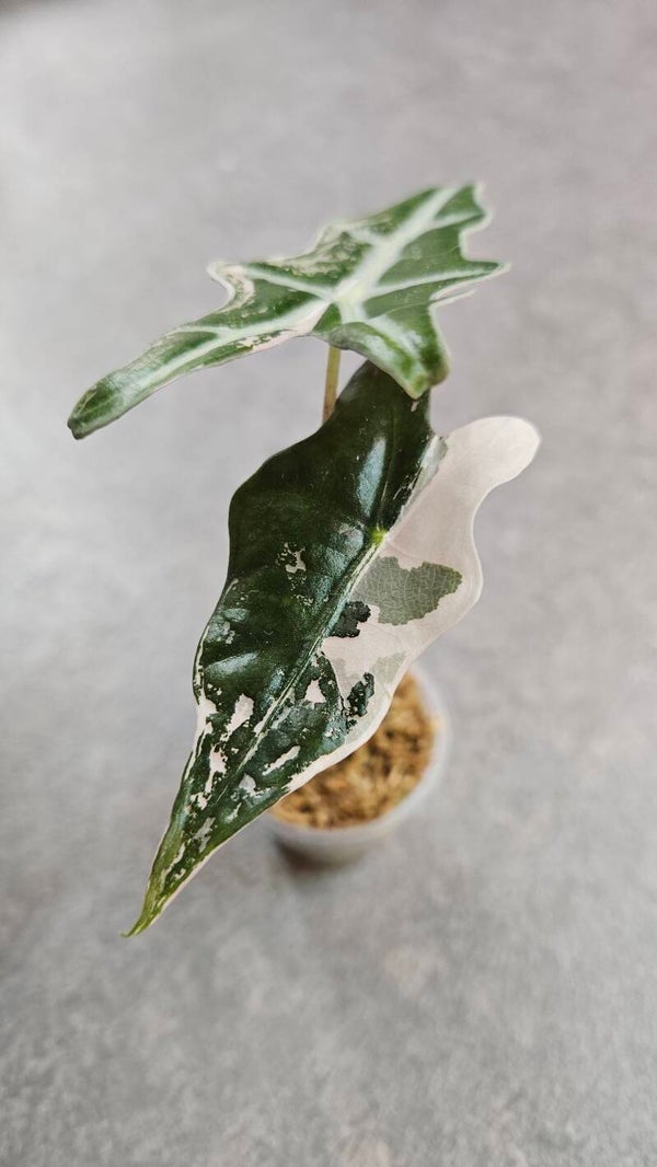 Alocasia Nobilis Pink Variegata