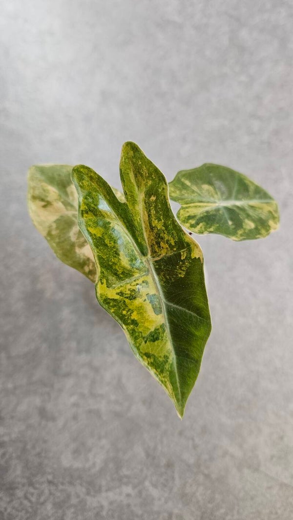 Alocasia Pseudo Sanderiana Aurea Variegata