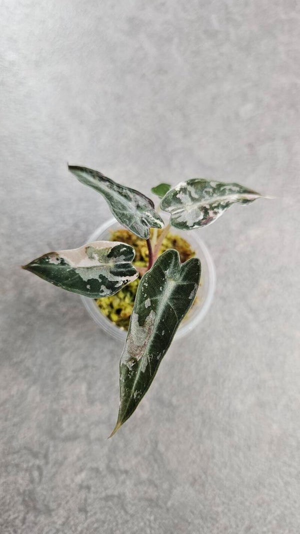 Alocasia 'Bambino Arrow' Pink Variegata