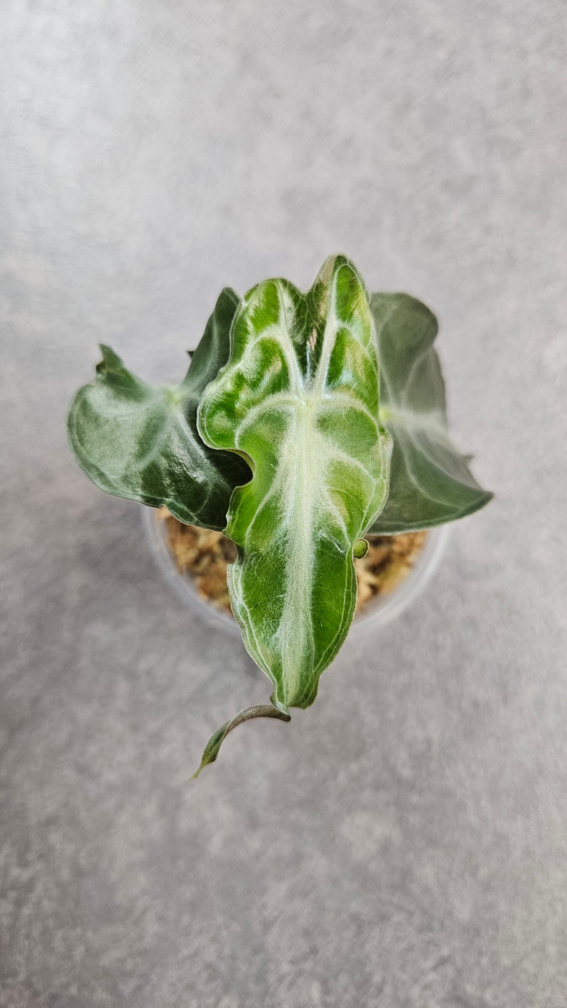 Alocasia 'Venom'